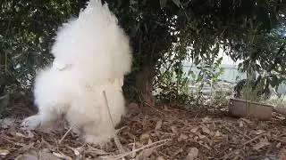 chooks January update