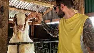 Arapal Nature Farm Pt 2 | Talking to Giant Goats 🐐 in the Philippines