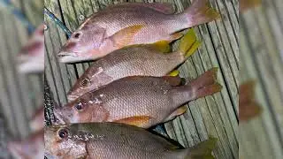 Authorities Crack Down on Illegal Fishing in Sapodilla Cayes