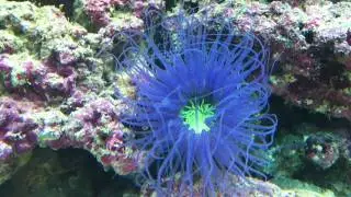 My new Tube Anemone