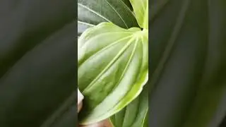 Medenilla Magnifica Care