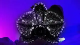 КАЙЧУК - Black Orchid (Music Video)