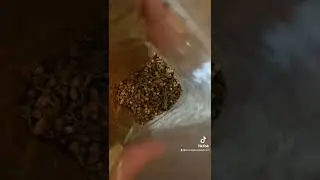 Free regular cannabis seeds.  High THC mephisto and twenty 20.....