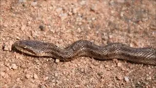 Steppe Rat Snake /  Узорчатый полоз (2025)