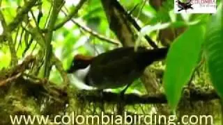 Chestnut-capped Brush-Finch - Arremon brunneinucha - www.colombiabirding.com