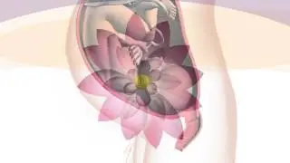 dilapan S labor preinduction cervical dilator