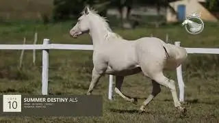LOTE 10 - SUMMER DESTINY ALS