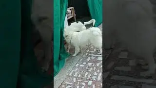 1cutepuppy, puppy, dog, dogshorts #cutedog #viral #video #short #trending #dogs