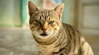 A Mother&rsquo;s Meow: The Sad Search for Her Missing Kittens 🐾💔