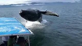 Humpback Whale Soaks Whale Watchers | Gustavus, Alaska