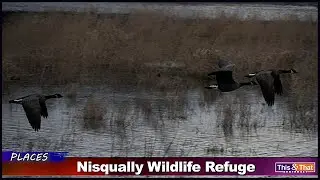 Wildlife at the Billy Frank Jr. Nisqually Refuge