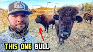 I Only Needed ONE Bull… Getting Him Was the Problem.