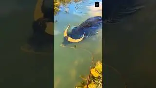 Why Buffalo Is Called Water Buffalo?