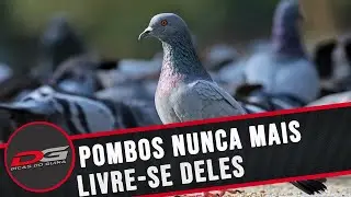 COMO ACABAR COM OS POMBOS | # DG72