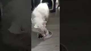 Cat:Dot&rsquo;t touch my baby.   #funny #cats #cat #animals #pets #pet #cute #animal #baby