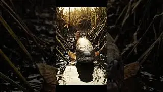 🔥 Fist Bite Baitt  Bream Proof Rig 25 2K - You Won't Believe This! ✨