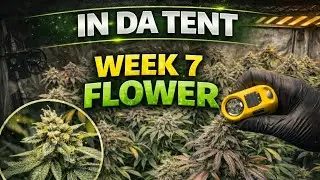 Flower Week 7: Redemption After The Herm Disaster 👀 (In Da Tent S1 Ep.17)