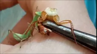 Hierodula tenuidentata