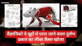 Rare type of liver cancer found in mice: Study #cancer #livercancer #healthylifestyle #suryanutan