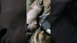 Puppies sleeping with Mother Dog.Patchwork Family