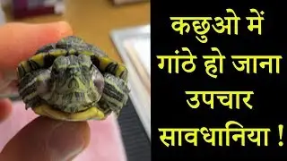 कछुओ में गांठे हो जाना || abscess in turtle || Treatment || Dr Nagender Yadav