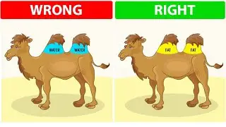 Where do Camels store water