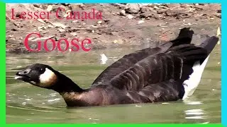 Adventures of a Lesser Canadian goose!
