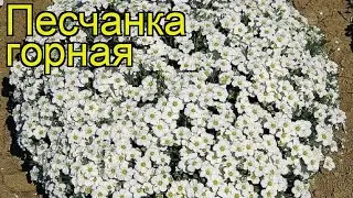 Песчанка горная. Краткий обзор, описание характеристик, где купить саженцы arenaria montana