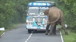 How was the bus driver's super trick on the wild elephant?🤫