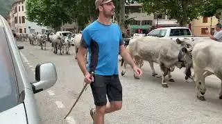 Transhumance Les Cabannes Ari&egrave;ge