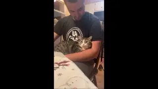 Cat Licks Daddy's Arm as It Sits Comfortably on His Lap