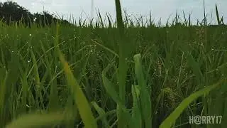 Cinematic paddy field footage|Shoot by Mavic Air 2