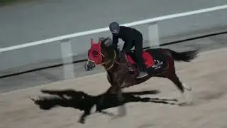 mr nalçakan