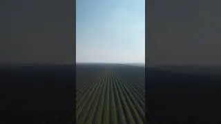 Grape Vineyard in California
