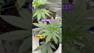 Day 10- UAP-1500 TEST! (ELUFAH)