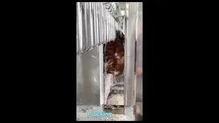 Eruis chicken plucker  brings chickens professional plucking experiences