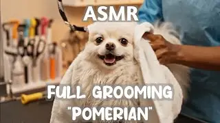 ASMR Petshop Grooming POV . White Fluffy Pomeranian | Nail Trimming & Paw Care (No Talking)