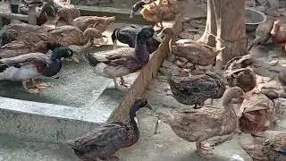 হাঁস পালনের পদ্ধতি, খাকি কেম্বেল হাঁসের খামার,হাঁসের কৃমির ওষুধ, হাসের চুনা পায়খানা, duck Farm #duck