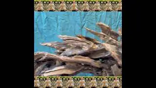 Aquarium driftwood aquascape bonsai stump hardscape fish tank decor the great gift ideas