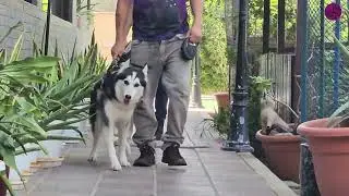 Husky Duo Ella & Duke Enjoy a Peaceful Leash Walk and Hand Rubs Holiday Vibes