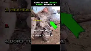 Ranking The Cutest Rabbit Moments 😋