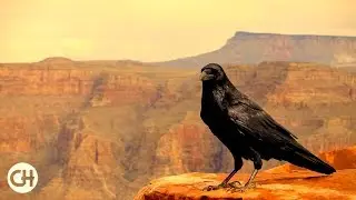 Epic Western Music ● Final Themes in WesternMovies ● HD