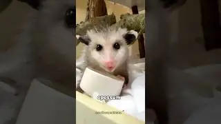 Amazing Facts About Opossums, Nature&rsquo;s Great Actor #opossums