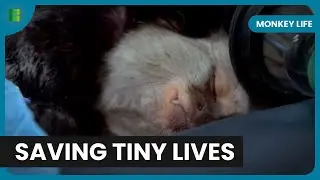 Vet Faces Tough Decision To Save Tiny Mamets Leg | Monkey Life | Documentary