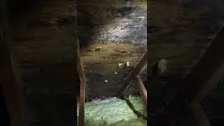 Mold Removal Syracuse, NY (Mold Remediation Contractor)
