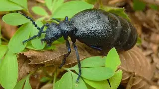 Majka fialová - The violet oil beetle (Meloe violaceus) - ♀