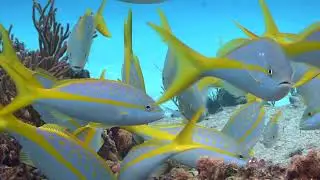 IMO - World Ocean Day 2021