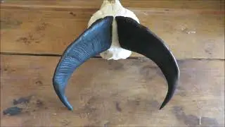 Himalayan Tahr  douglas score