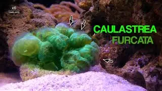 Caulastrea Furcata - koral zaradny