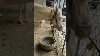 Creamilo horse only 2 in Pakistan 😍full vlog @shahzarzoology #animalvlogs #minizoo #zoo